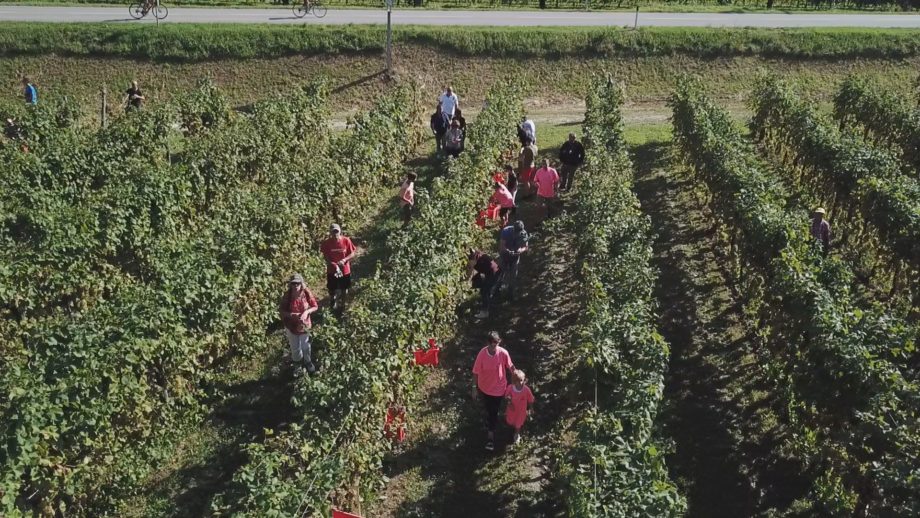 Paesaggi di Gusto – Vendemmia Solidale – Azienda Le Manzane San Pietro di Feletto (TV)