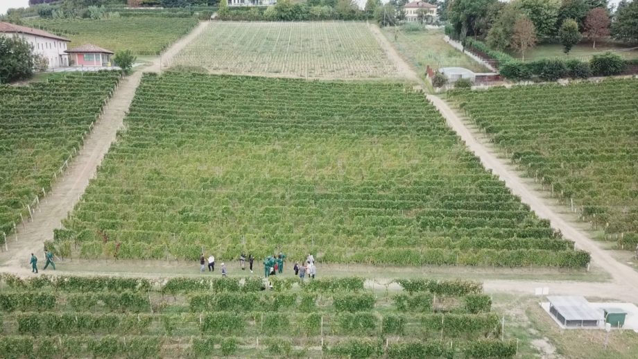 Viaggio del Gusto tra Langhe, Monferrato e Roero